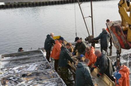 Tradition mit Stimmung, Unterhaltung und Gaumenfreuden gibt es am kommenden Wochenende rund um das Hüttenwerk in Peitz. Der 26. Große Fischzug mit mit Markttreiben beginnt jeweils ab 10 Uhr Foto: CGA-Archiv