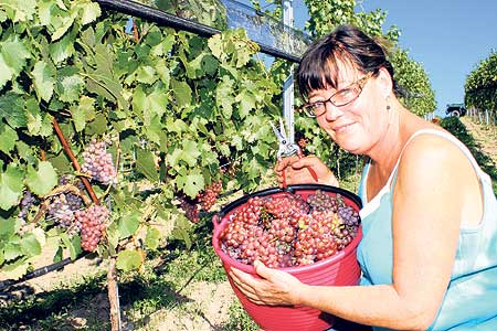 Bei Urlauben im Elsass hat Bettina Muthmann immer die Handarbeit an den Rebstöcken fasziniert. Am Wolkenberg legt die Sielowerin nun selbst Hand an. Das Experiment auf einer ehemaligen Tagebaufläche Wein anzubauen, ist dank der Unterstützung von Vattenfall geglückt Foto: Vattenfall