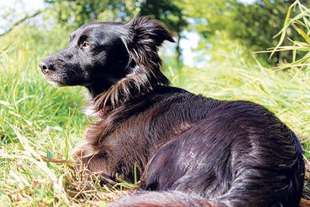 Wichtig: Zahnpflege bei Hunden
