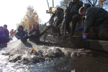 Der 29. Große Fischzug jeweils von 10 bis 17 Uhr an den Hälterteich und zum Hüttenwerk ein. Das Karpfenfest mit Programm, Livemusik und verschiedene Mitmachaktionen für die jüngsten Besucher wie Bastelangebote und ein Kinderkarussell werden geboten