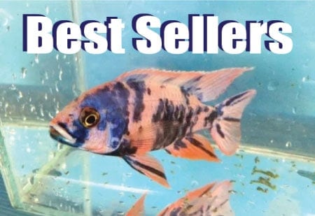 Best selling freshwater aquarium fish