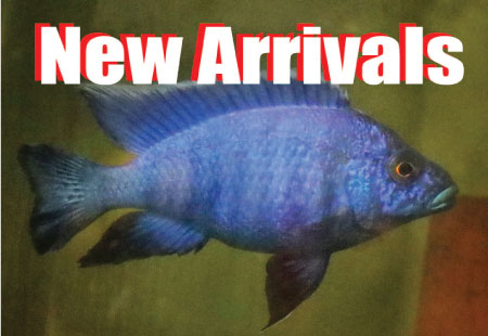 New arrivals of freshwater aquarium fish