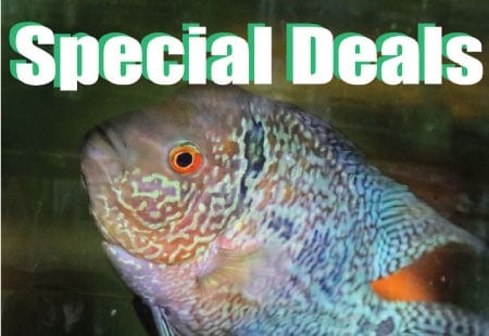 Special deals on freshwater aquarium fish