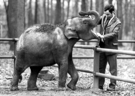 Klaus-Jürgen Jacob: Der Herr der Tiere im Park 2 Mit Elefantin Sundali im Jahr 1970