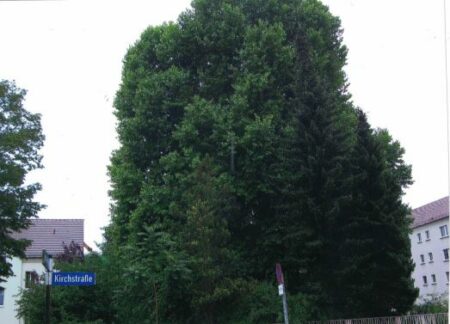 Altes Forst: Das Jahnsche Stadtschloss 3 Baum in der heutigen Kirchstraße in Forst