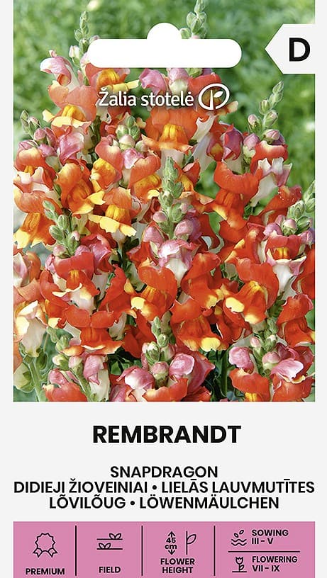 Lõvilõug "Rembrandt"