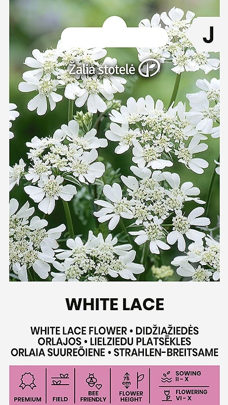 Suureõieline orlaia "White Lace"