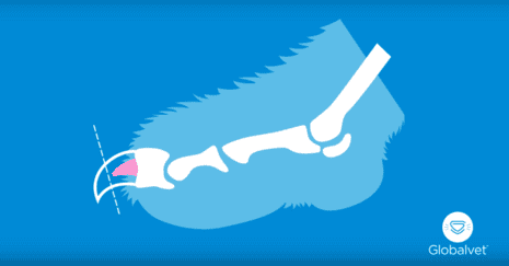 Tailler Les Griffes De Son Chat Globalvet