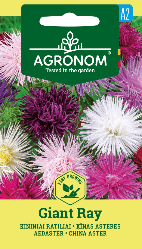 Aster "Giant Ray"