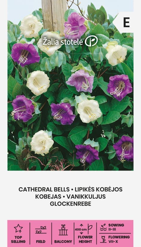 Mehhiko vanikkuljus "Cathedral Bells"