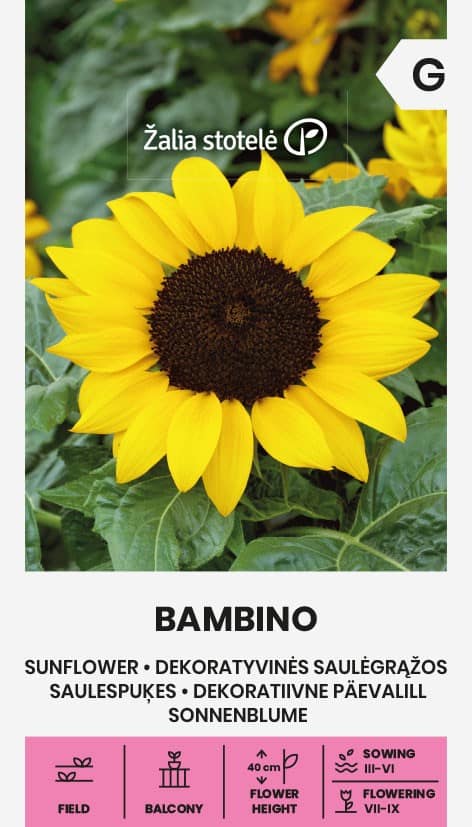 Harilik päevalill madal "Bambino"