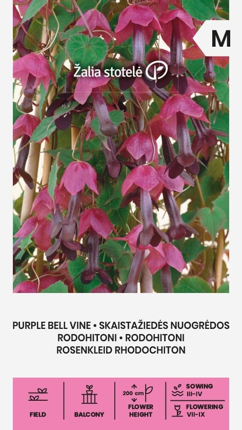 Tume purpurvanik "Purple Bell Vine"