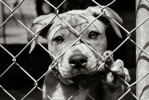 ONDE ENCONTRAR ANIMAIS PARA ADOÇÃO