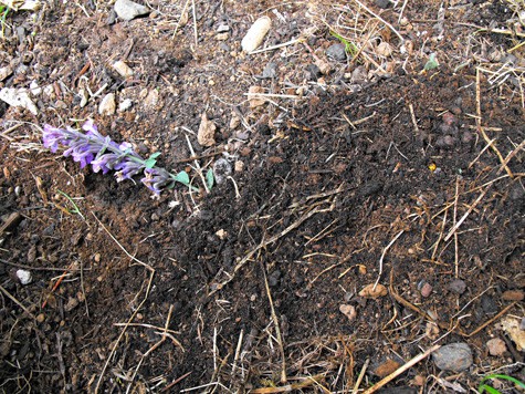 How to propagate herbs 2