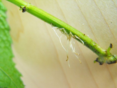 How to propagate herbs 5