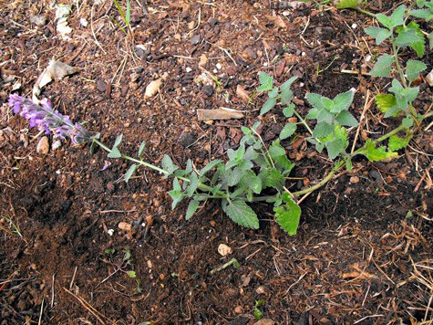 how to propagate herbs 1