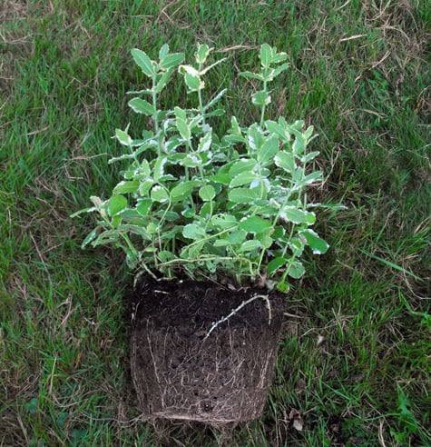how to propagate herbs 3
