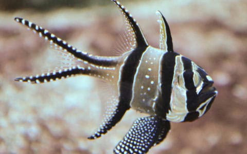 Le Business des espèces marines menacées, épisode 2 : Les Poissons cardinaux de Banggaï
