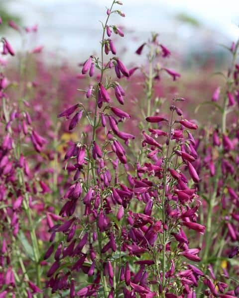 Habe-peekerlill "Twizzle Purple"