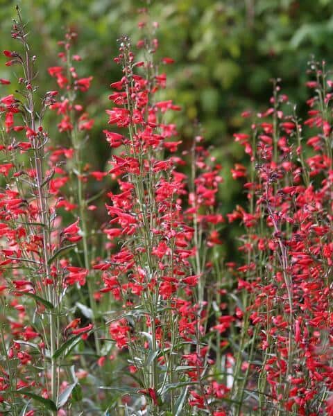 Habe-peekerlill "Twizzle Scarlet"
