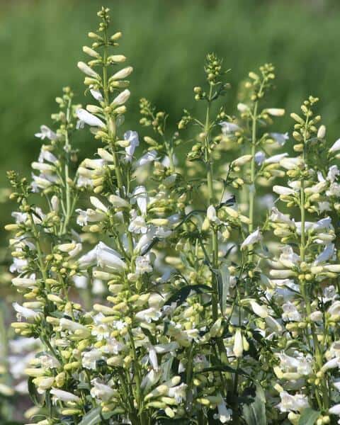 Habe-peekerlill "Twizzle White"