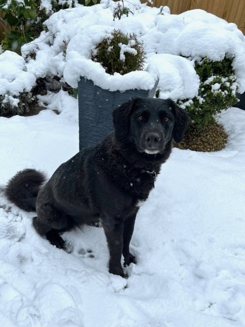 Black dog sitting in snow