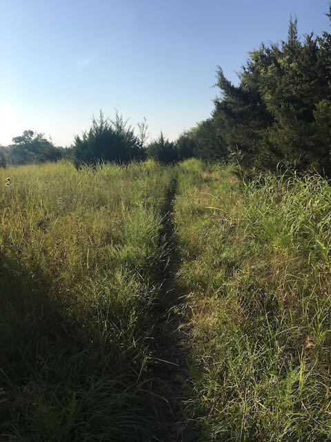 highland park trail, hypnotic trip