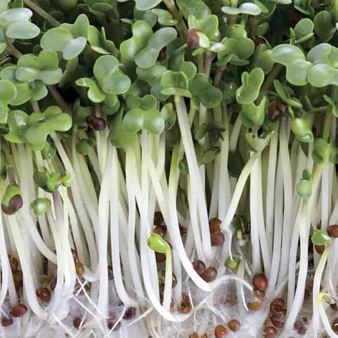 broccoli zaad olie