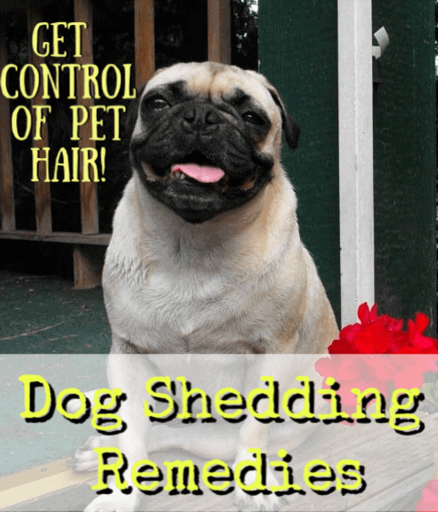 pug on porch with red flowers