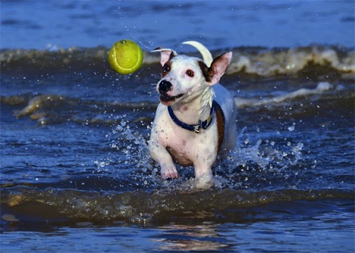 BRINQUEDOS ADEQUADOS PARA ANIMAIS DE ESTIMAÇÃO