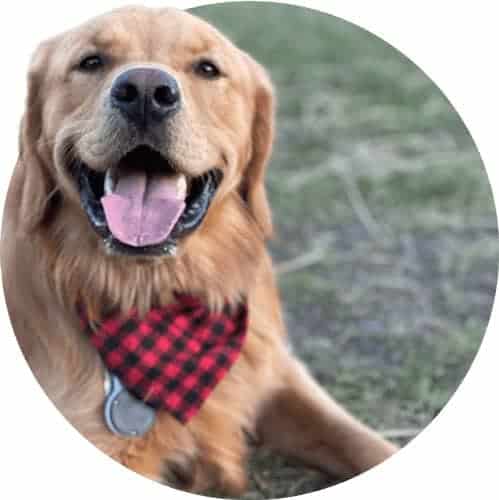 Excited dog ready to run wild ‘n’ free in outdoors | Pawsitively Wild 'N' Free Excited dog ready to run wild ‘n’ free in outdoors | Pawsitively Wild 'N' Free