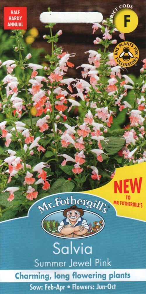 Sarlakpunane salvei "Summer Jewel Pink"