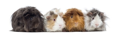 Guinea Pig weight. What can it tell us about Health? And how to weigh your Guinea pig. Four Peruvian Guinea Pigs in a row, isolated on white
