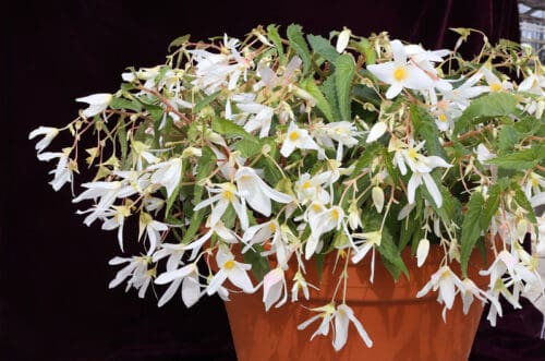 Boliivia begoonia "Copacabana Bila" F1