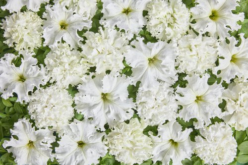 Petuunia "White Double"