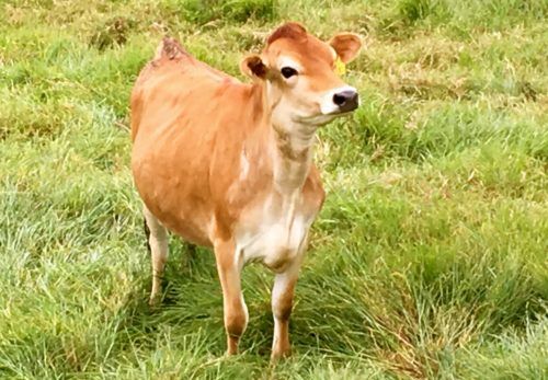 A jersey cow in costa rica