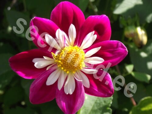 Aed-daalia "Dwarf Collarette Dandy" - Image 2