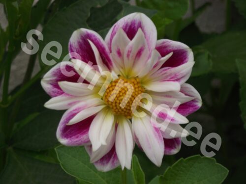 Aed-daalia "Dwarf Collarette Dandy" - Image 4