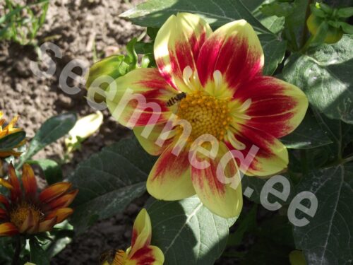 Aed-daalia "Dwarf Collarette Dandy" - Image 5