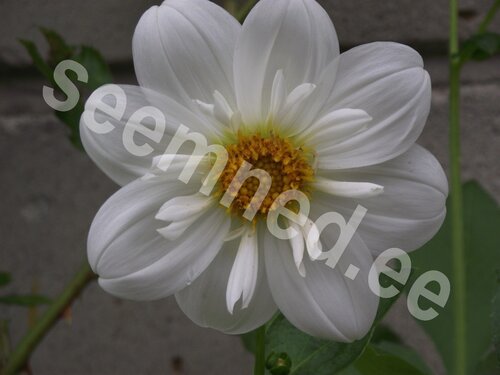 Aed-daalia "Dwarf Collarette Dandy" - Image 7