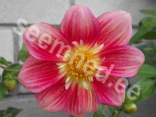 Aed-daalia "Dwarf Collarette Dandy" - Image 8