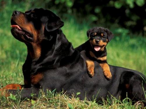 RAÇAS DE CACHORROS MAIS AGRESSIVAS
