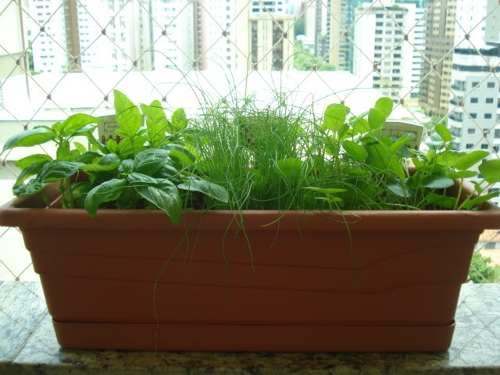 COMO CULTIVAR HORTAS DE CHÁS EM CASA