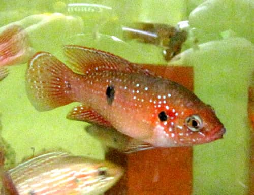 jeweled cichlids