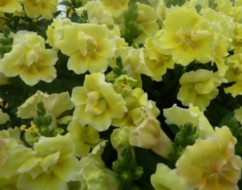 Lõvilõug täidisõieline "Twinny Lemon" F1