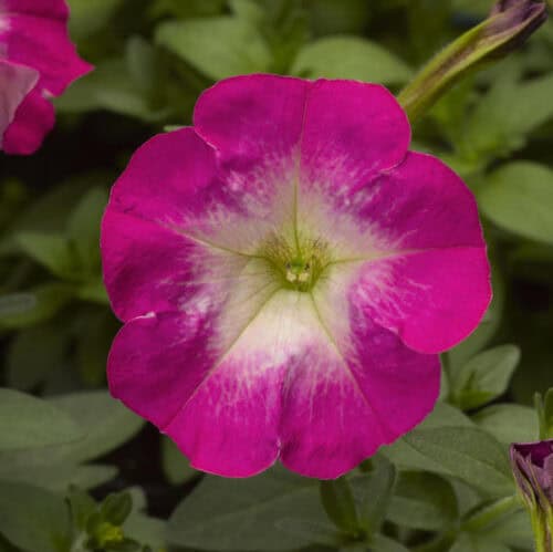 Petuunia "Picobella Rose Morn" F1