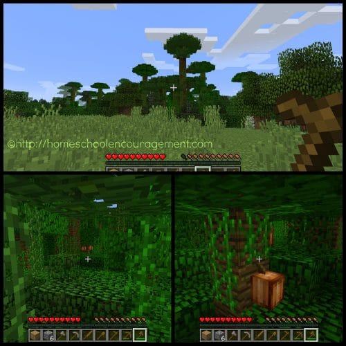 Cocoa Beans in Minecraft