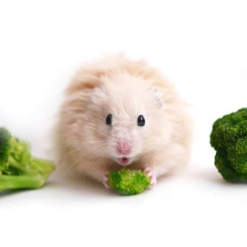 The Best Hamster Food: Seven Meals Your Fluffball Will Love (2023) Hamster Eating Broccoli