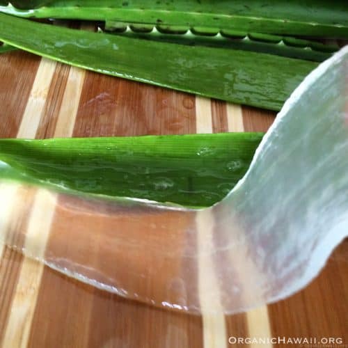 Organic Hawaii Aloe vera leaf fillet