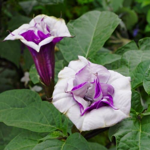 Datura metel "fatsuosa" flowers. Main image credit: JLPC (Creative Commons 3.0 source: Wikipedia "Datura" / cropped to square.)